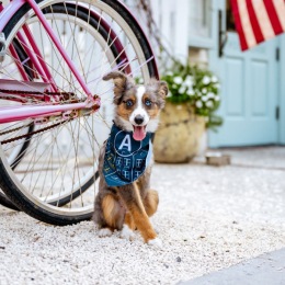 Atlantic Beach House a dog sitting in front of a bike